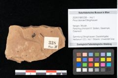 Foto (Objekt + Etikett) von Pinus latoniae Ettingshausen (NHMW-GEO-2024-0188-0338)